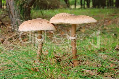 Riesenschirmpilz - Parasol mushroom 16