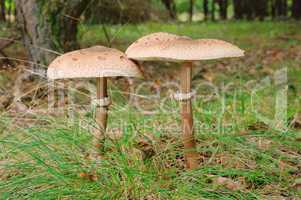 Riesenschirmpilz - Parasol mushroom 16
