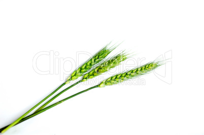 Green wheat ears