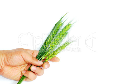 Wheat ears in hand