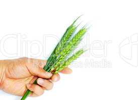 Wheat ears in hand