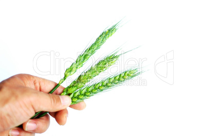 Wheat ears in hand