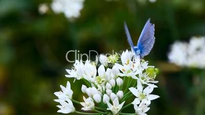 Blue butterfly.