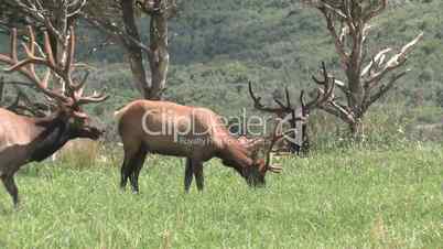 Elk in mountain meadow Colorado