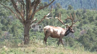 Elk walking through mountain meadow Colorado