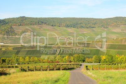 Weinlandschaft an der Mosel