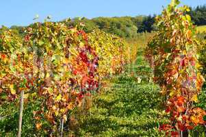 bunte Weinstöcke im Herbst