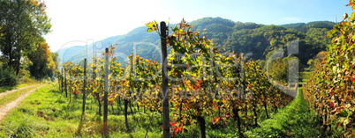 herbstlicher Weingarten