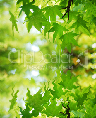 leaf water reflection