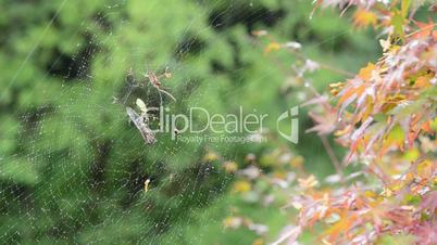 Female of a Golden silk orb-weaver spider