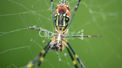 Spider, Nephila clavata sitting on its net and eating