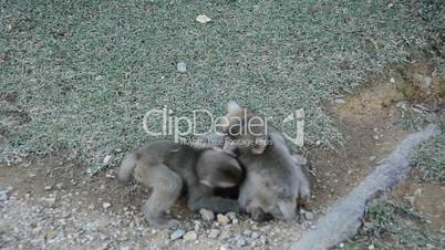 Three young japanese macaques, Macaca fuscata