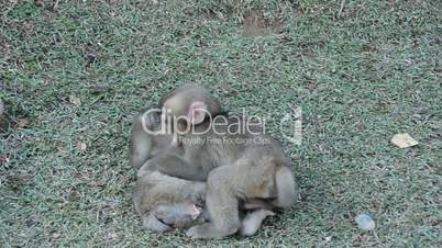 Three young japanese macaques playing and fighting on the ground