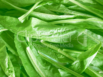 Salad picture