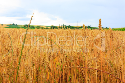 Wheat Field