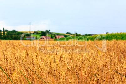 Wheat Field