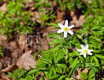 anemone nemorosa