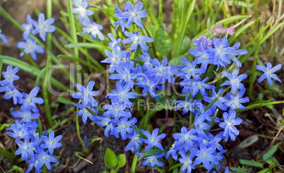 chionodoxa