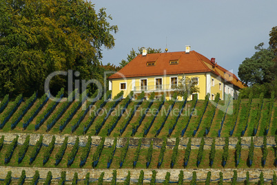 Dresden Weinberg - Dresden vineyard 01