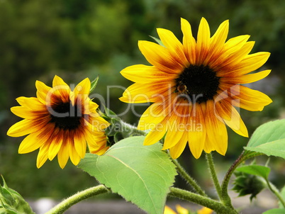 Sonnenblumen / Sunflowers