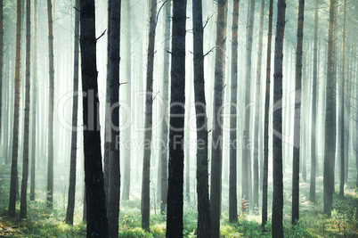 Mystic bright forest
