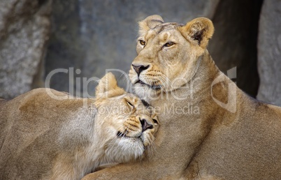 Liebe unter Löwen