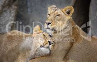 Liebe unter Löwen