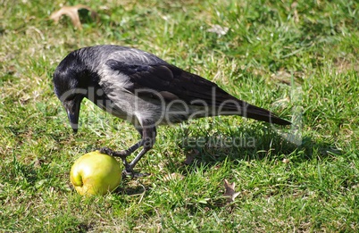 Krähe nascht einen Apfel