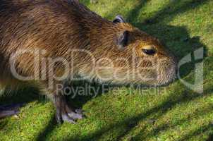 Wasserschwein beim Fressen auf der Wiese