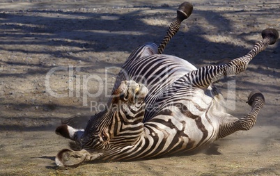 Zebra wälzt sich auf dem Rücken