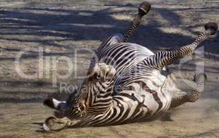 Zebra wälzt sich auf dem Rücken