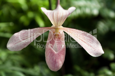 Frauenschuh (Paphiopedilum)