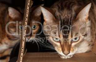 Bengal cat peering through cardboard box