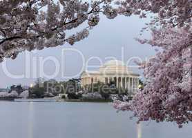 Floodlit Jefferson Memorial and cherry blossom