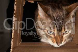 Bengal cat peering through cardboard box