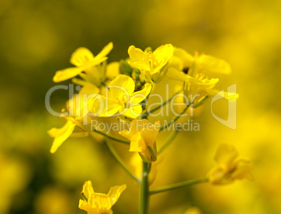 Canola flower used for oil and energy