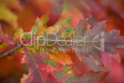 Herbstliches Laub Herbstliches Laub
