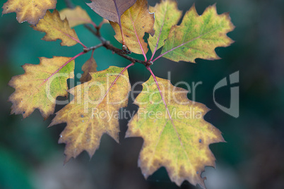 Herbstliches Laub