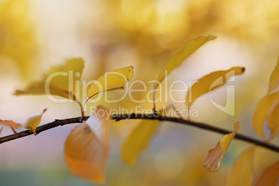 Herbstliches Laub Herbstliches Laub