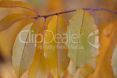 Herbstliches Laub Herbstliches Laub