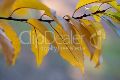 Herbstliches Laub Herbstliches Laub
