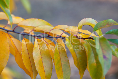 Herbstliches Laub