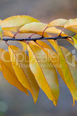 Herbstliches Laub