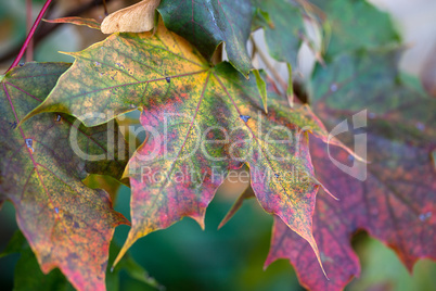 Herbstliches Laub