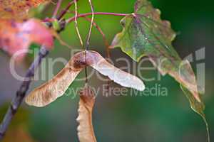 Herbstliches Laub