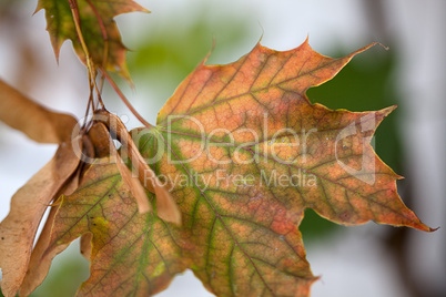 Herbstliches Laub