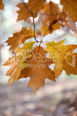 Herbstliches Laub