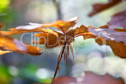 Herbstliches Laub