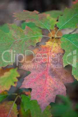 Herbstliches Laub