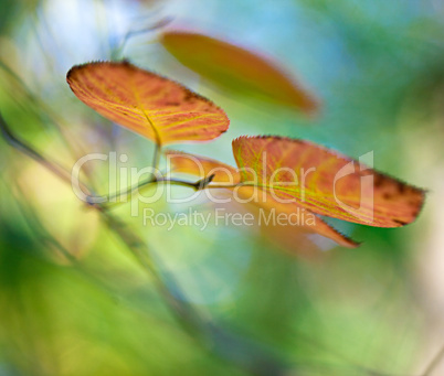 Herbstliches Laub